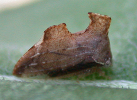 Entylia carinata Entylia carinata